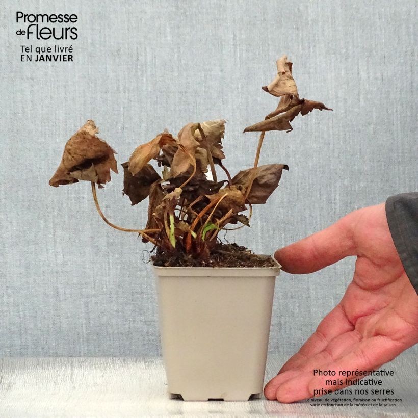 Exemplar von Mukgenia Nova Flame - Hybrid-Ahornblatt Kleine Töpfe von 8/9 cm wie im Winter geliefert