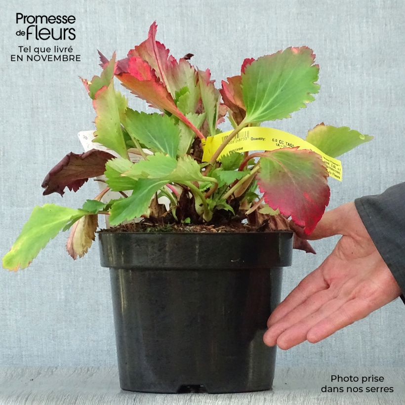Exemplar von Mukgenia Nova Flame - Hybrid-Ahornblatt Topf mit 3L/4L wie im Herbst geliefert