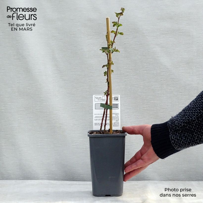 Exemplar von Taybeere Buckingham Tayberry Bio Topf mit 1,5L/2L wie im Winter geliefert