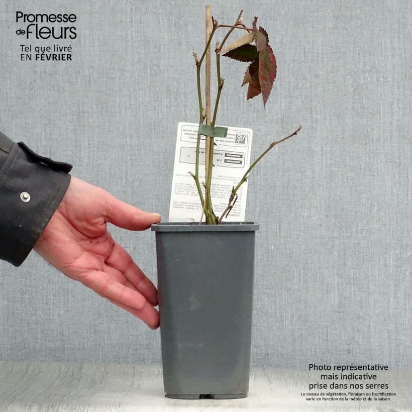 Exemplar von Brombeere Dirksen Bio Topf mit 1L/1,5L wie im Winter geliefert