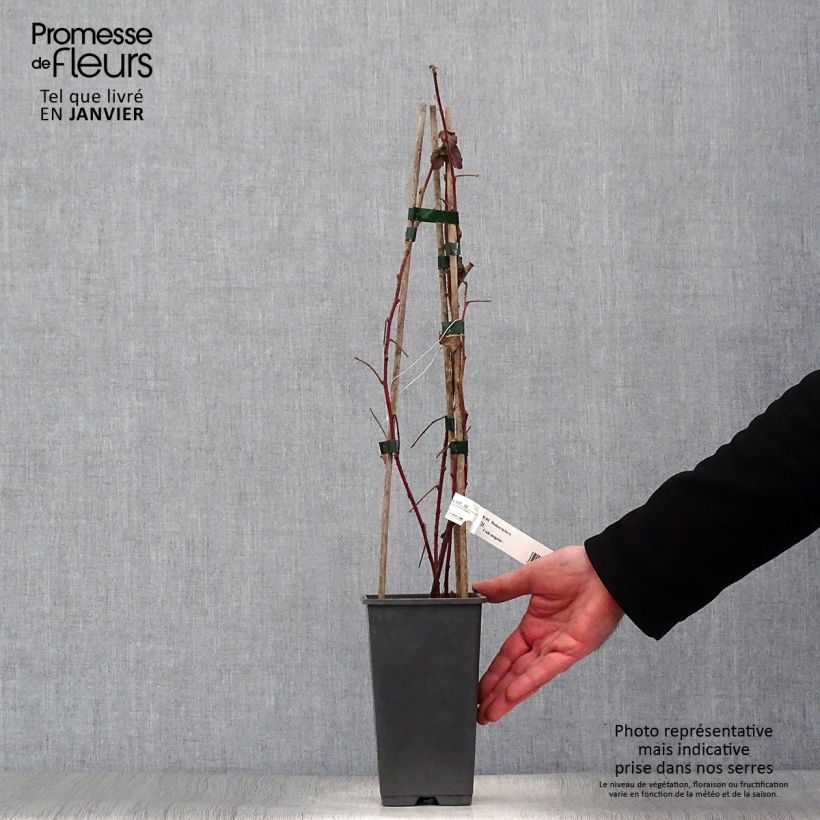 Exemplar von Brombeere Medana Tayberry Topf mit 1,5L/2L wie im Winter geliefert