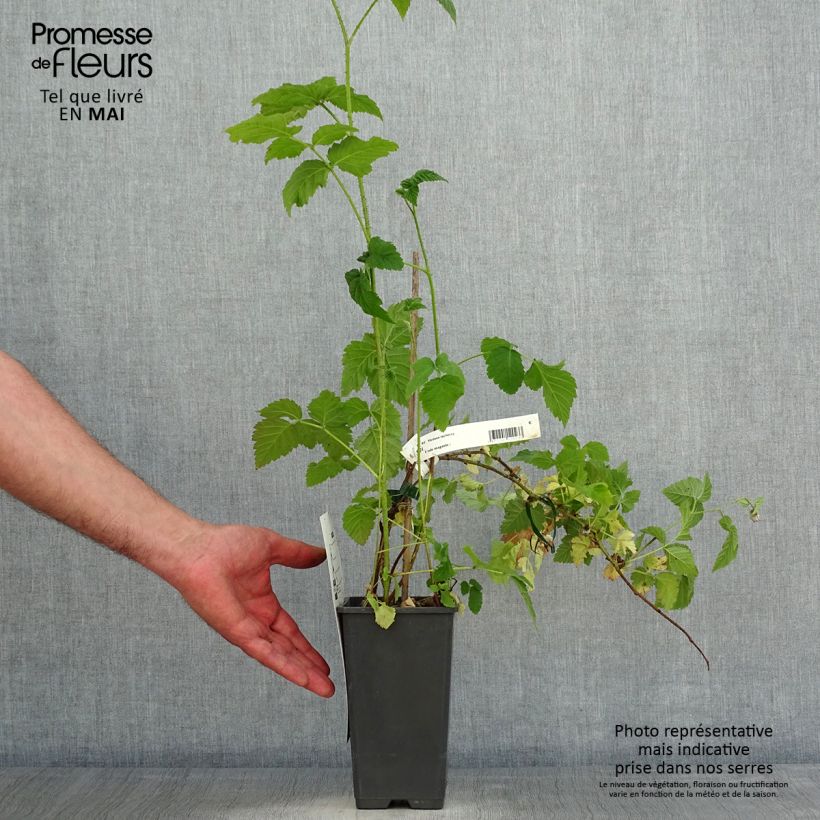 Exemplar von Brombeere Medana Tayberry Topf mit 1,5L/2L wie im Frühjahr geliefert