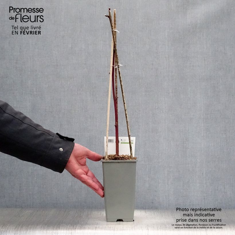 Exemplar von Brombeere Reuben Topf mit 1,5L/2L wie im Winter geliefert