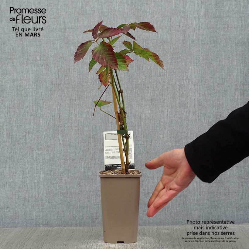 Exemplar von Brombeere Asterina Topf mit 1,5L/2L wie im Winter geliefert