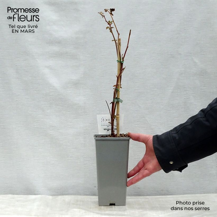 Exemplar von Brombeere Black Satin Topf mit 1,5L/2L, Strauch/Busch, mehrstämmig wie im Frühjahr geliefert