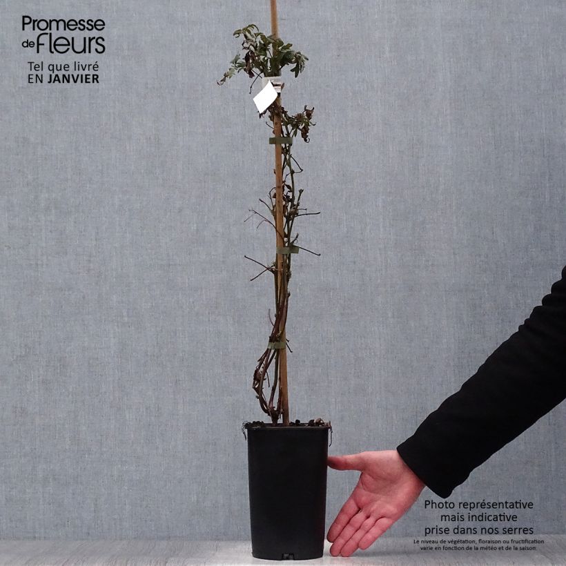 Exemplar von Brombeere Géante des jardins Topf mit 2L/3L wie im Winter geliefert