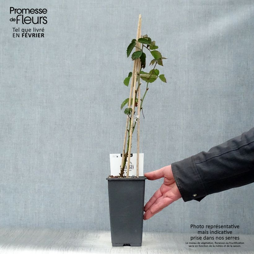 Exemplar von Brombeere Loch Ness Topf mit 1,5L/2L, Strauch/Busch, mehrstämmig wie im Winter geliefert