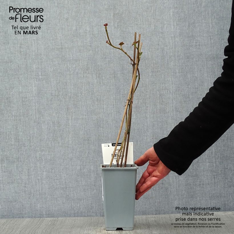 Exemplar von Loganbeere Loganberry - Rubus x loganobaccus Topf mit 1,5L/2L, Strauch/Busch, mehrstämmig wie im Winter geliefert