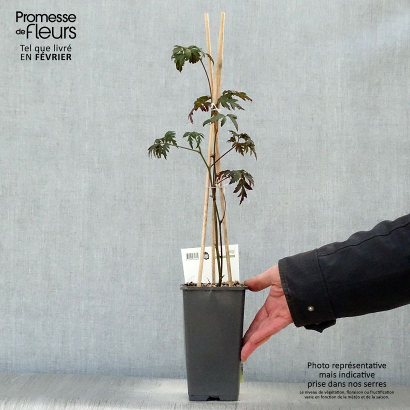 Exemplar von Brombeere Thornless Topf mit 1,5L/2L, Strauch/Busch, mehrstämmig wie im Winter geliefert