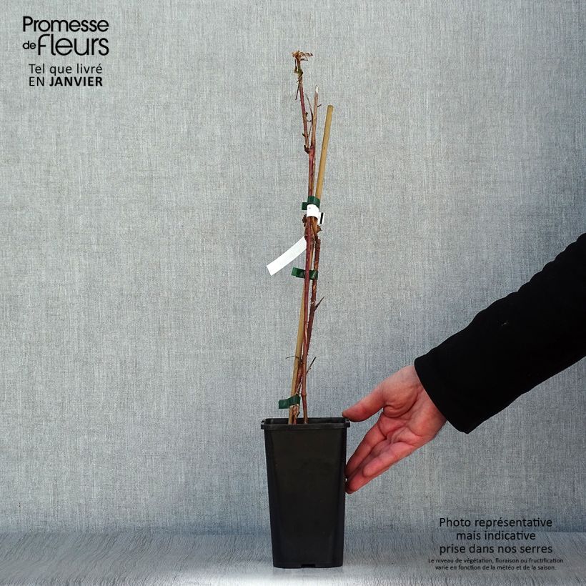 Exemplar von Taybeere Bounty Berry 'Yantay' Topf mit 1,5L/2L wie im Winter geliefert