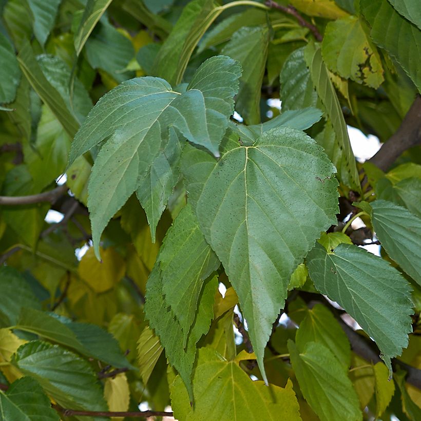 Weißer Maulbeerbaum King's White - Morus alba var. laevigata (Laub)