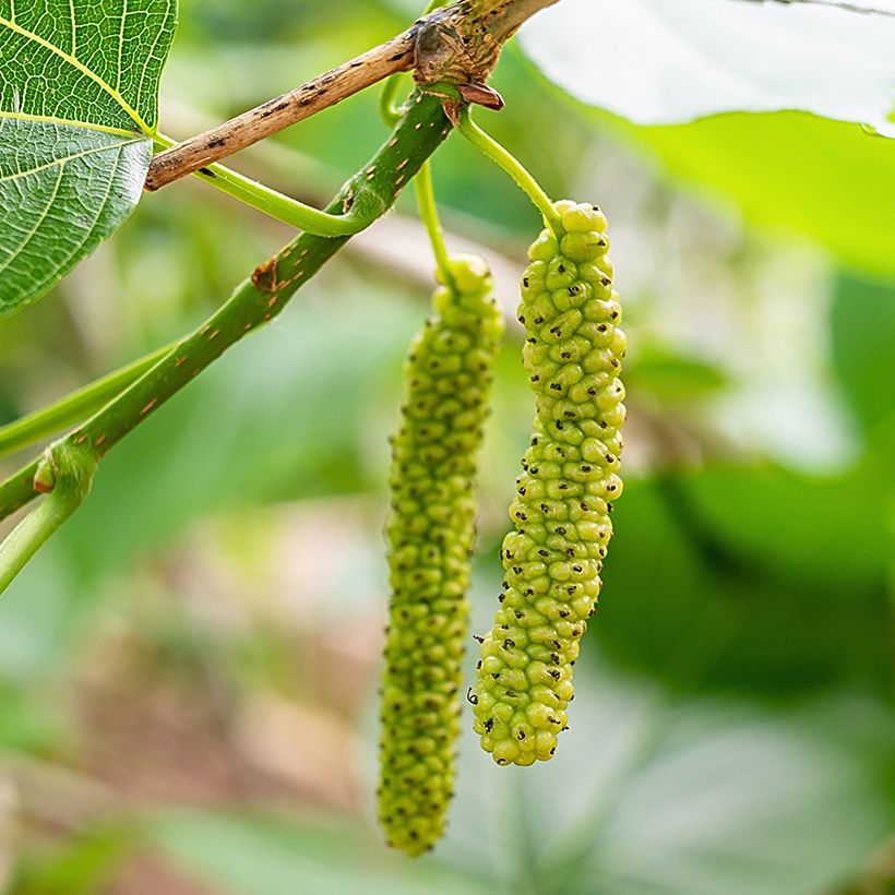 Weißer Maulbeerbaum King's White - Morus alba var. laevigata (Ernte)