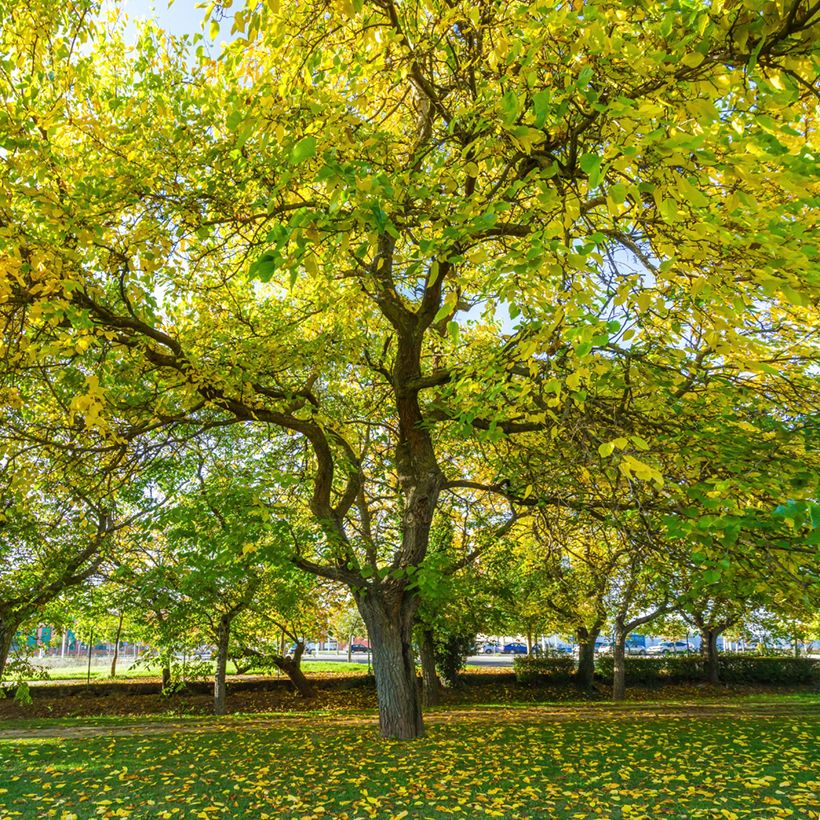 Weißer Maulbeerbaum King's White - Morus alba var. laevigata (Hafen)
