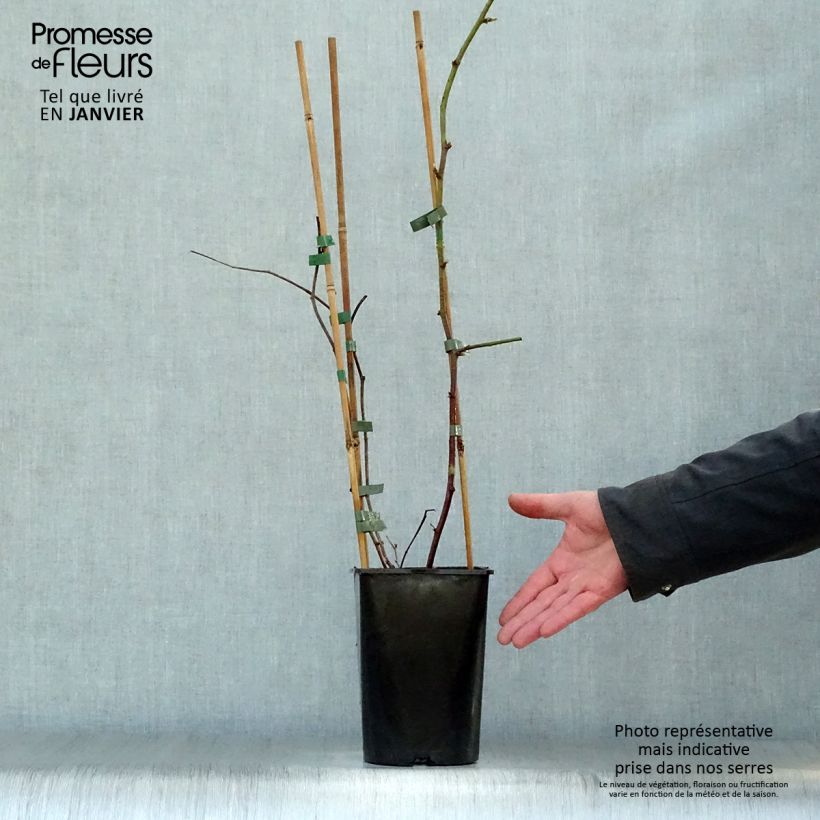 Exemplar von Boysenbeere Boysenberry - Rubus ursinus x idaeus Topf mit 1,5L/2L wie im Winter geliefert