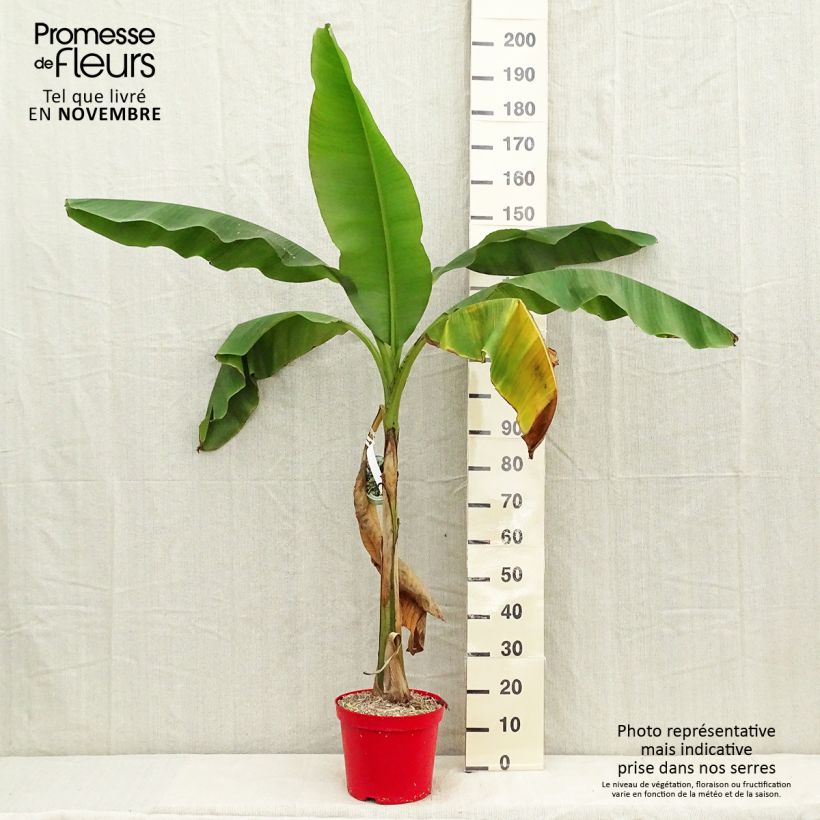 Exemplar von Musa basjoo - Japanische Faserbanane Topf mit 4L/5L wie im Herbst geliefert
