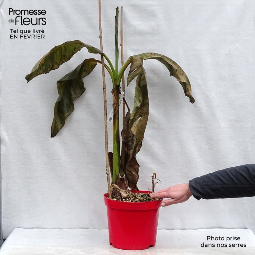 Exemplar von Musa basjoo - Japanische Faserbanane Topf mit 4L/5L wie im Winter geliefert