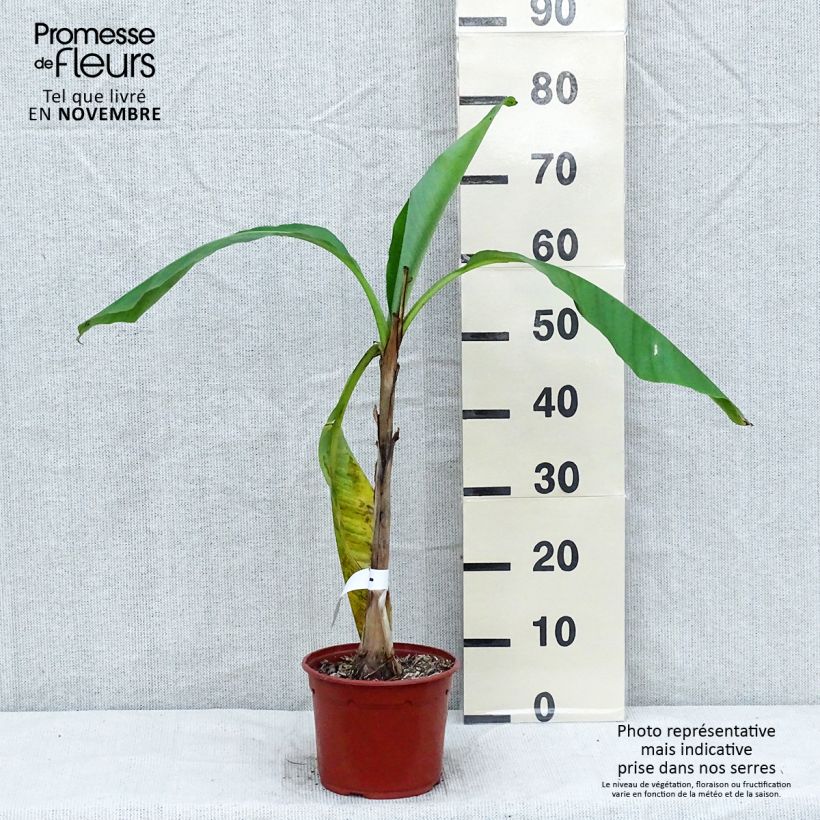Exemplar von Musa basjoo - Japanische Faserbanane Topf mit 1,5L/2L wie im Herbst geliefert
