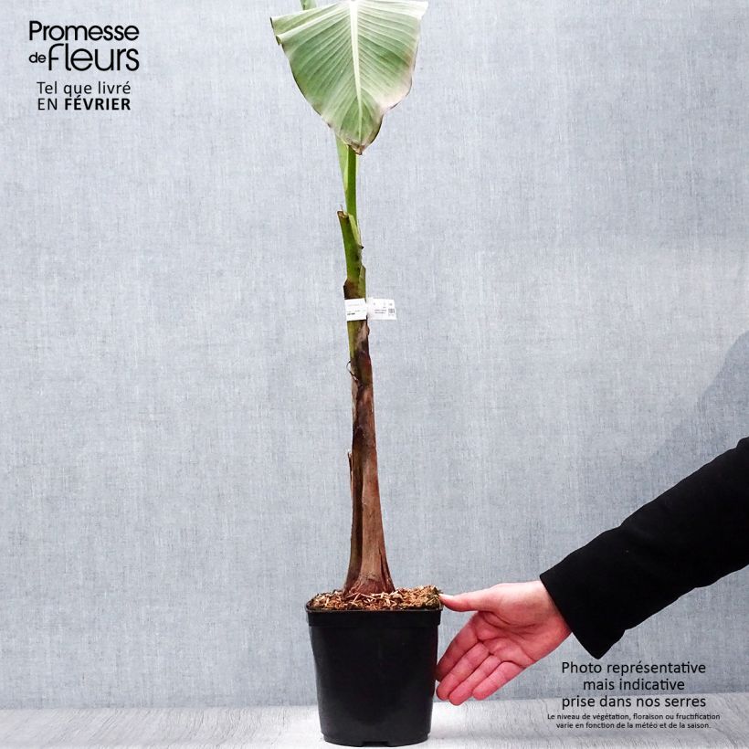 Exemplar von Bananenpflanze Dajiao - Musa Topf mit 4L/5L wie im Winter geliefert