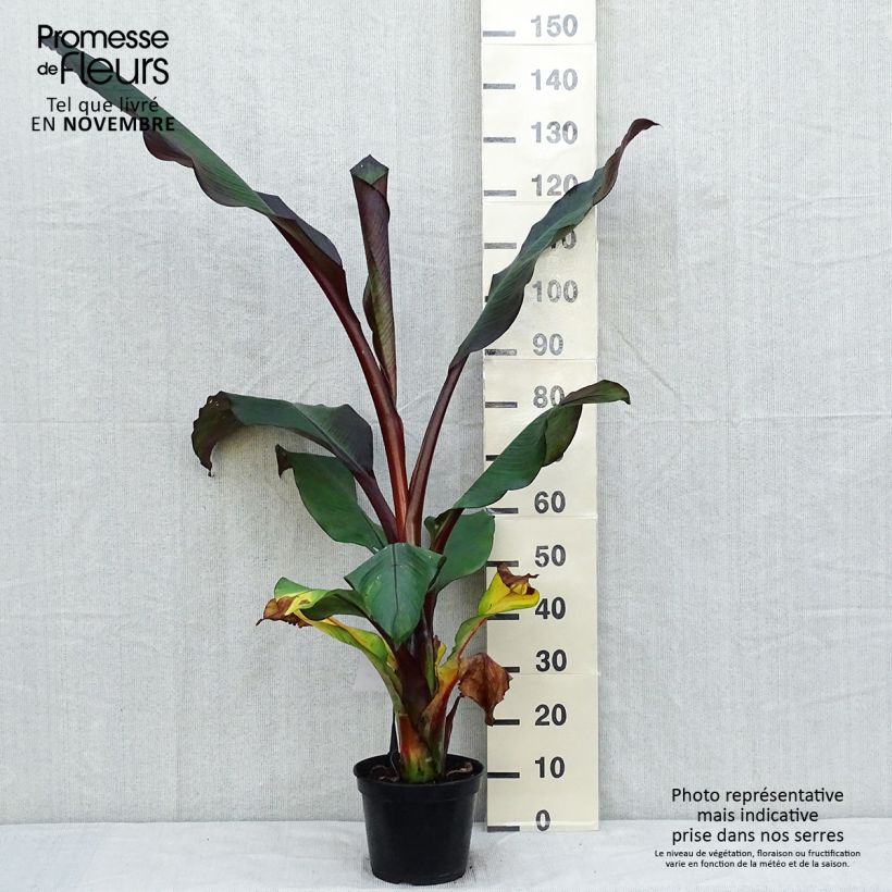 Exemplar von Ensete ventricosum Maurelii - Abessinische Banane Topf mit 7,5L/10L wie im Herbst geliefert