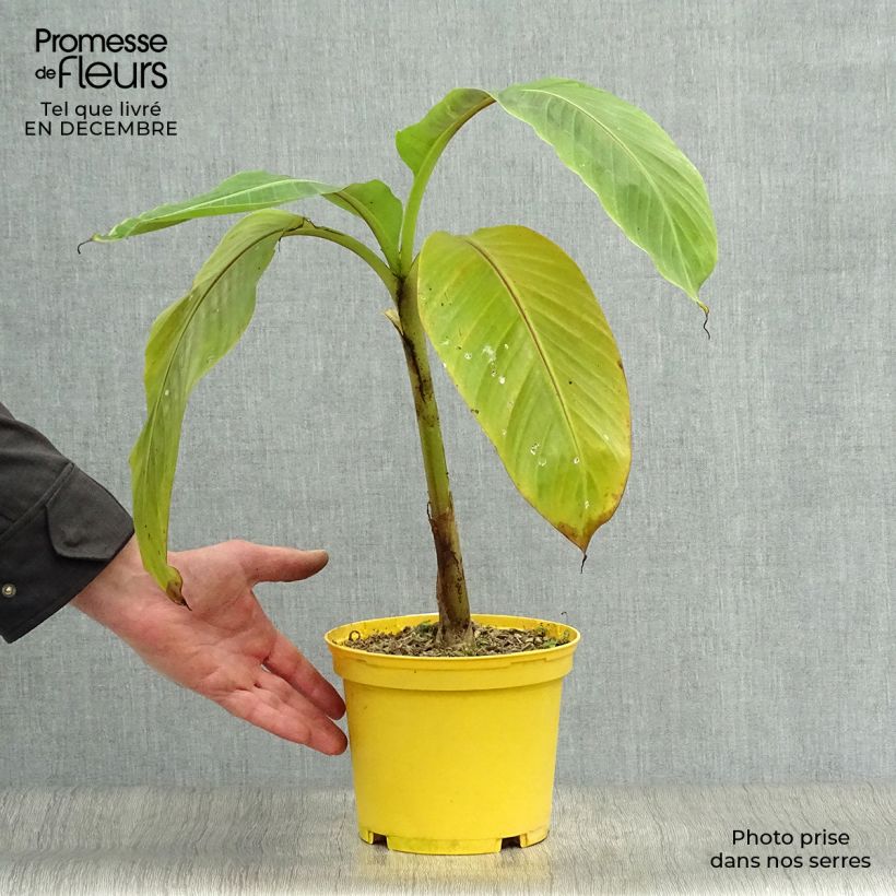 Exemplar von Musa sikkimensis Red Tiger - Darjeeling-Banane Topf mit 3L/4L wie im Winter geliefert