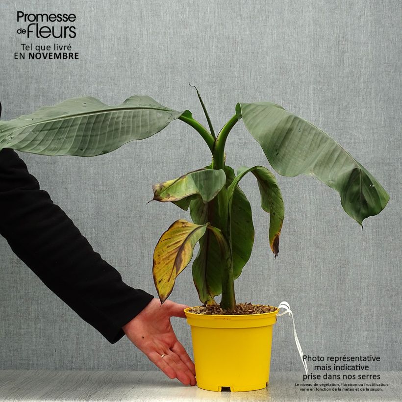 Exemplar von Musa sikkimensis Red Tiger - Darjeeling-Banane Topf mit 3L/4L wie im Herbst geliefert
