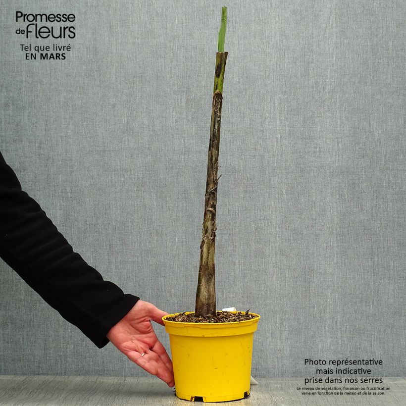 Exemplar von Musa sikkimensis Red Tiger - Darjeeling-Banane Topf mit 3L/4L wie im Frühjahr geliefert