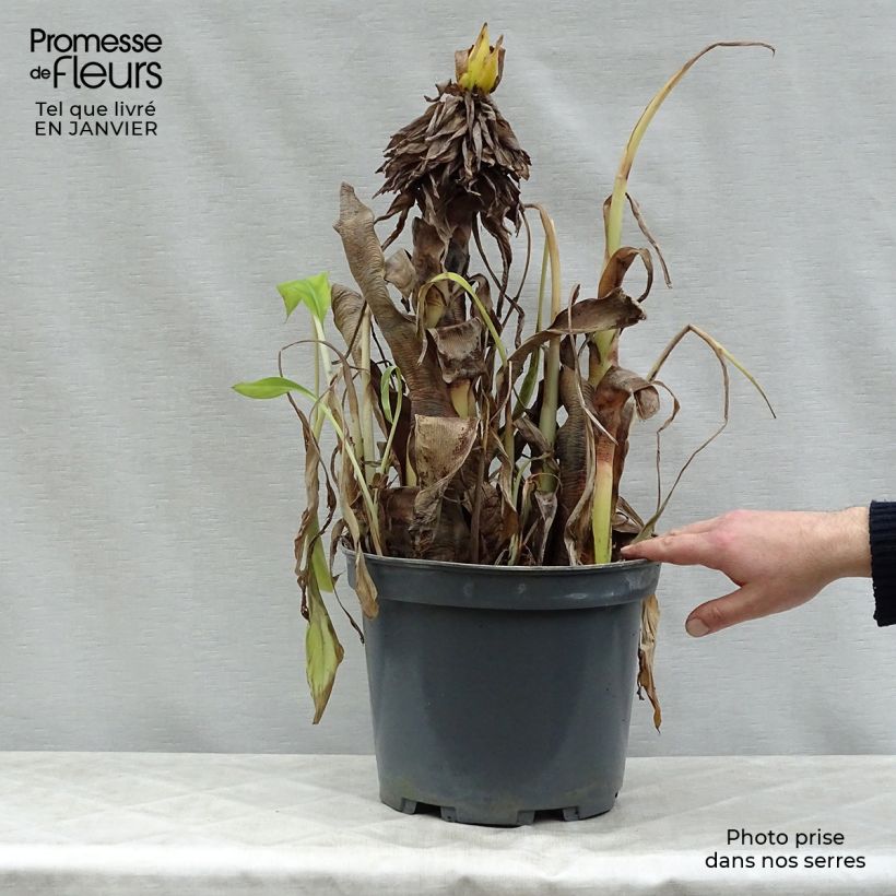 Exemplar von Musa velutina - Rosa Zwergbanane Topf mit 12L/15L wie im Winter geliefert