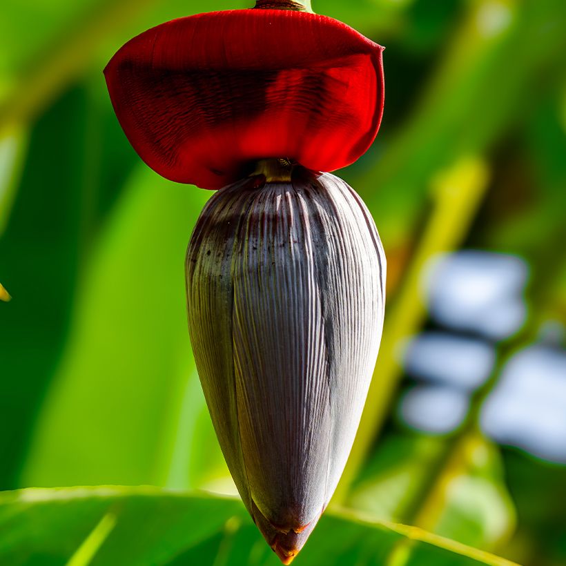Zwerg-Essbanane Ice Cream - Musa acuminata  (Blüte)