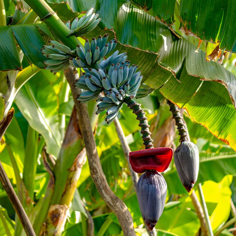 Zwerg-Essbanane Ice Cream - Musa acuminata  (Wuchs)