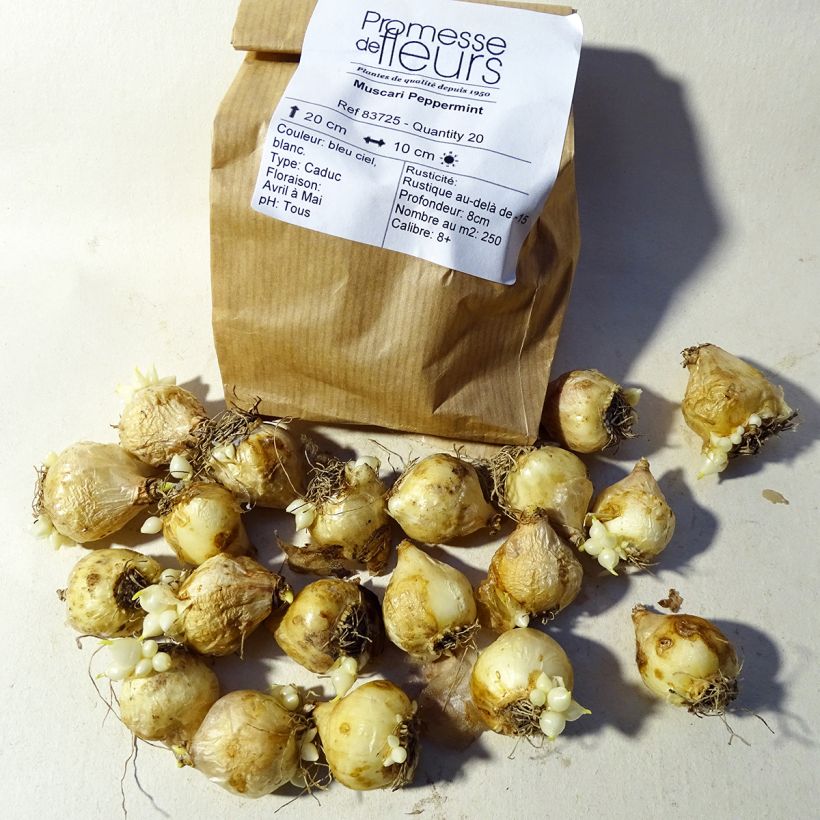 Beispiel eines Exemplars von Muscari armeniacum Peppermint Zwiebel Kaliber/Größe 7+ wie geliefert