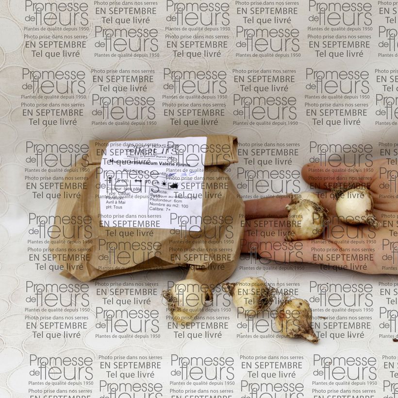 Beispiel eines Exemplars von Muscari armeniacum Valerie Finnis Zwiebel Kaliber/Größe 7+ wie geliefert