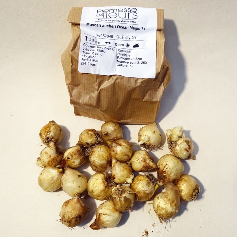 Beispiel eines Exemplars von Muscari aucheri Ocean Magic Zwiebel Kaliber/Größe 7+ wie geliefert
