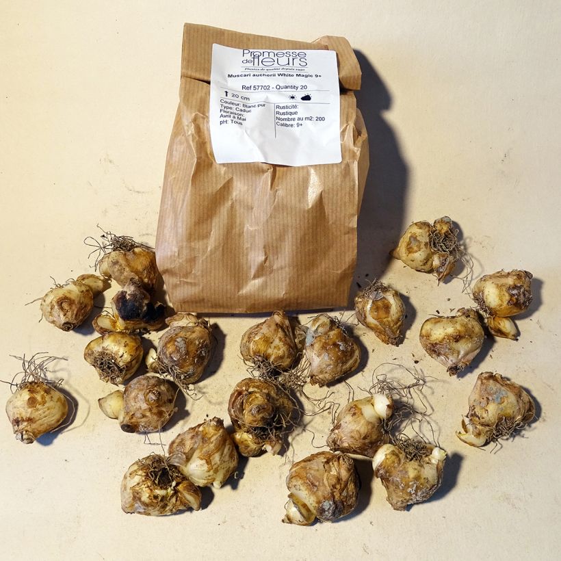 Beispiel eines Exemplars von Muscari aucheri White Magic Zwiebel Kaliber/Größe 9+ wie geliefert