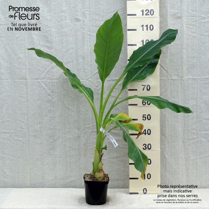 Exemplar von Musella lasiocarpa - Goldene Lotus Banane Topf mit 2L/3L wie im Herbst geliefert