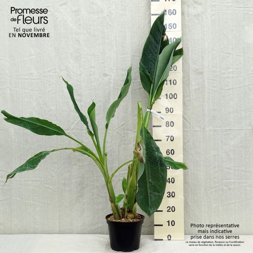 Exemplar von Musella lasiocarpa - Goldene Lotus Banane Topf mit 4L/5L wie im Herbst geliefert