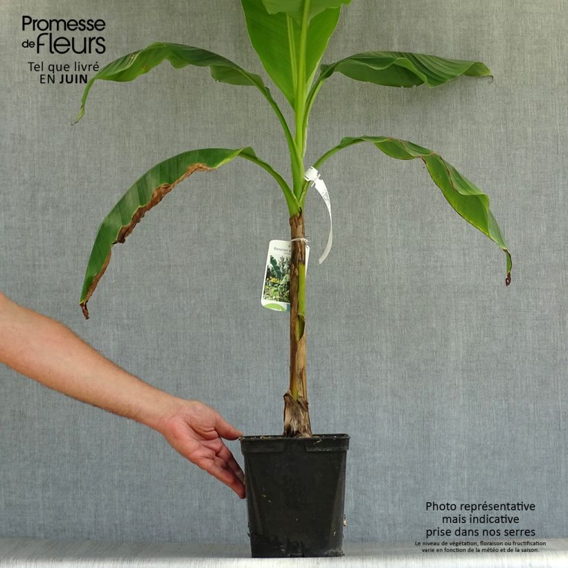 Exemplar von Musella lasiocarpa - Goldene Lotus Banane Topf mit 3L/4L wie im Sommer geliefert