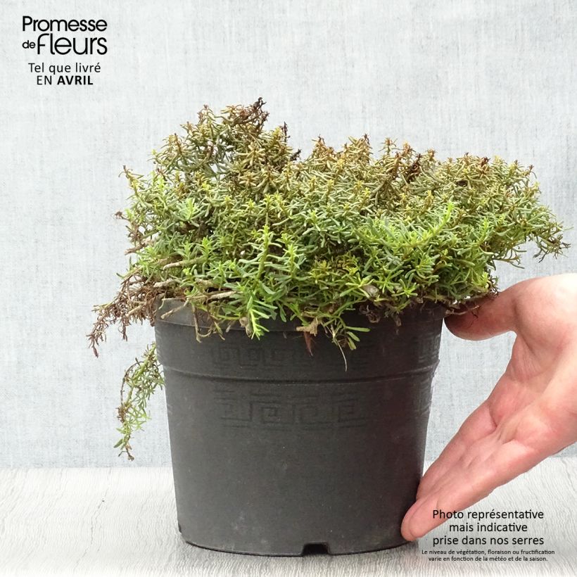 Exemplar von Myoporum parvifolium Fleurs roses - Myoporie Topf mit 3L/4L wie im Frühjahr geliefert