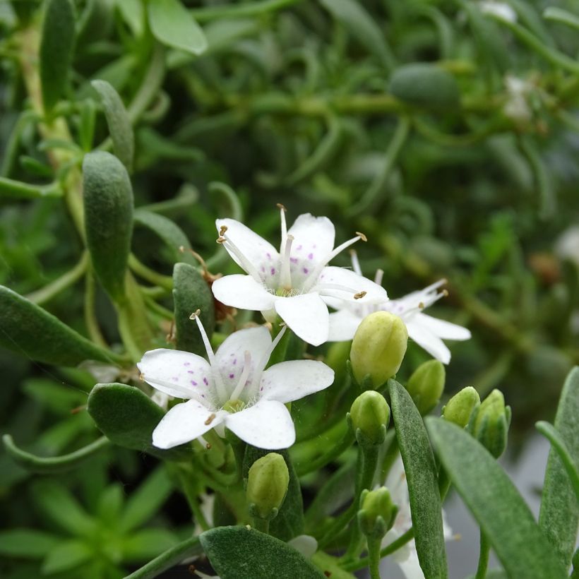 Myoporum parvifolium White - Myoporie (Blüte)