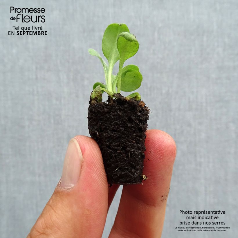 Exemplar von Vergissmeinnicht Rosylva - Myosotis sylvatica Mini-Plug Ø 3/4 cm wie im Herbst geliefert