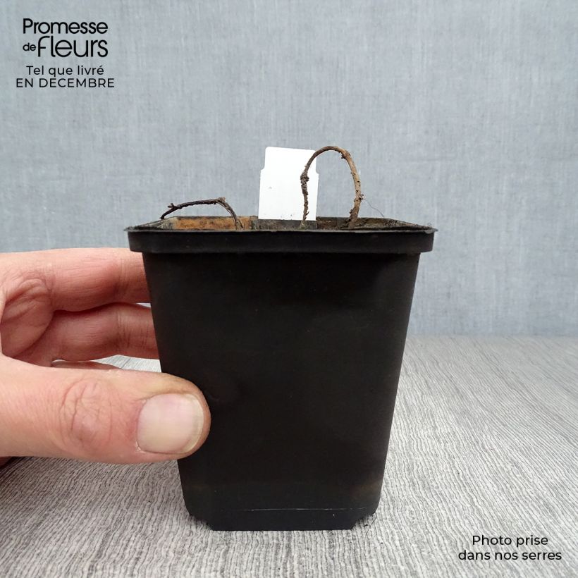 Exemplar von Myriophyllum spicatum - Ährenblütiges Tausendblatt Kleine Töpfe von 8/9 cm wie im Winter geliefert