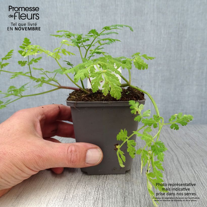 Exemplar von Süßdolde - Myrrhis odorata Kleine Töpfe von 8/9 cm wie im Herbst geliefert