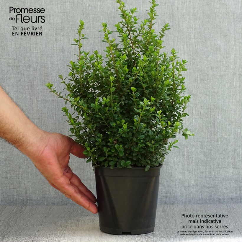 Exemplar von Myrsine africana - Afrikanische Myrsine Topf mit 2L/3L wie im Herbst geliefert