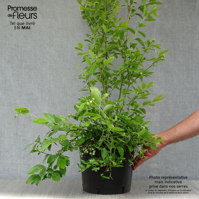 Exemplar von Amerikanische Blaubeere Goldtraube - Vaccinium corymbosum Topf mit 7,5L/10L, Strauch wie im Frühjahr geliefert