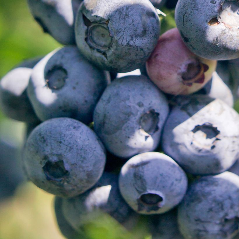 Amerikanische Blaubeere Blue pearl - Vaccinium corymbosum (Ernte)