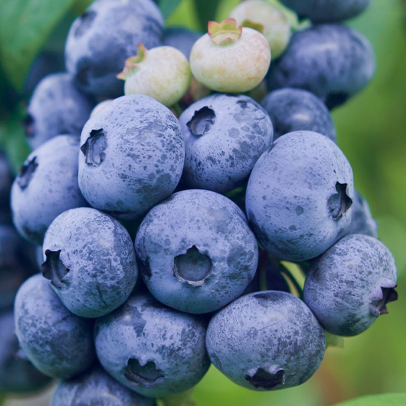 Amerikanische Blaubeere Darrow - Vaccinium corymbosum (Ernte)
