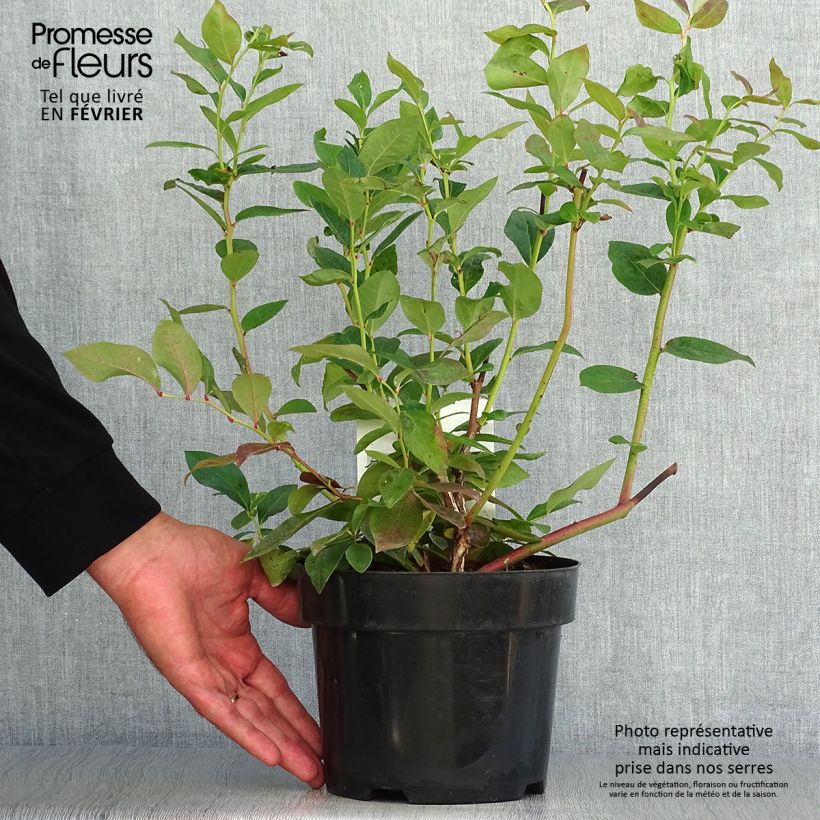 Exemplar von Amerikanische Blaubeere Duke - Vaccinium corymbosum Topf mit 2L/3L wie im Herbst geliefert
