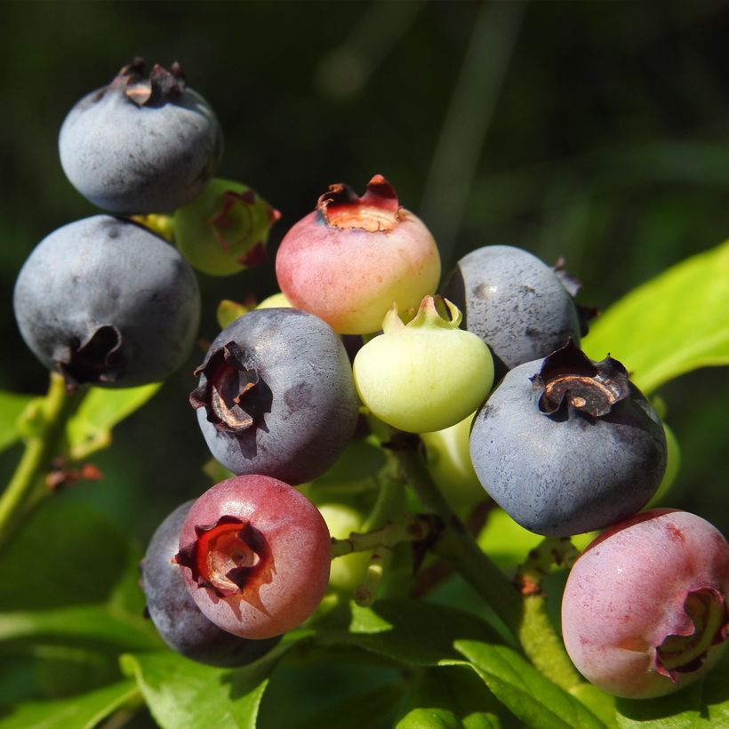 Amerikanische Blaubeere Ivanhoe - Vaccinium corymbosum (Ernte)