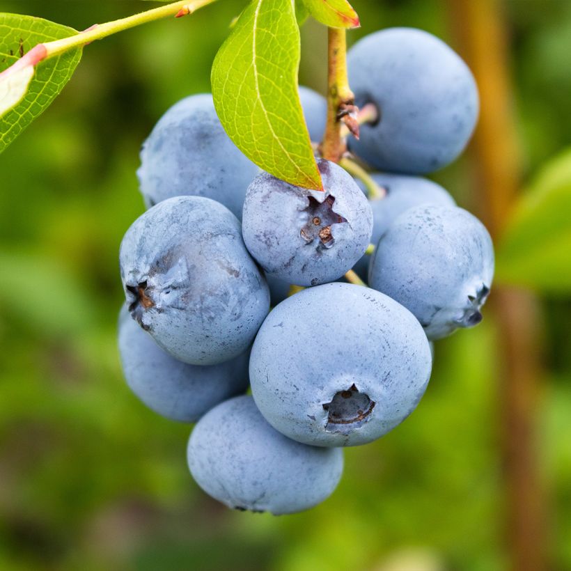Amerikanische Blaubeere Rubel - Vaccinium corymbosum (Ernte)