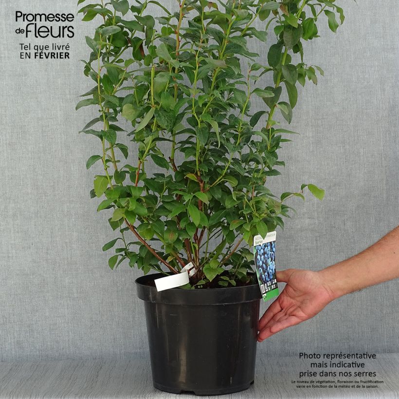 Exemplar von Amerikanische Blaubeere Spartan - Vaccinium corymbosum Topf mit 7,5L/10L wie im Herbst geliefert