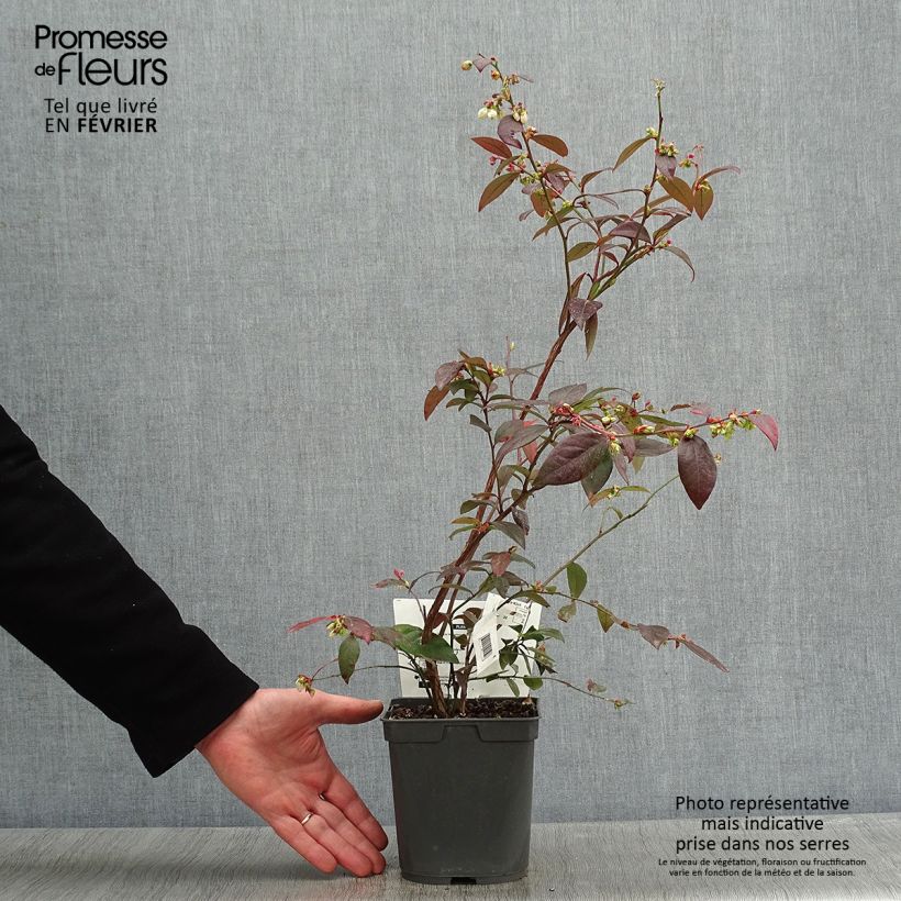 Exemplar von Amerikanische Blaubeere Atlantic - Vaccinium corymbosum Topf mit 1,5L/2L wie im Winter geliefert